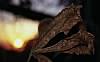 leaf.JPG 800x498  [53199 bytes]