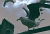 seagull_pt_I.JPG 800x545  [57087 bytes]